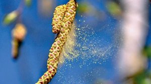 " Плачут о чём то берёзы", Музыкальный клип.