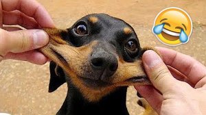 СМЕШНЫЕ КОТЫ | ЛУЧШИЕ ПРИКОЛЫ С КОТАМИ, КОШКИ, ЖИВОТНЫЕ, СМЕШНОЕ ВИДЕО