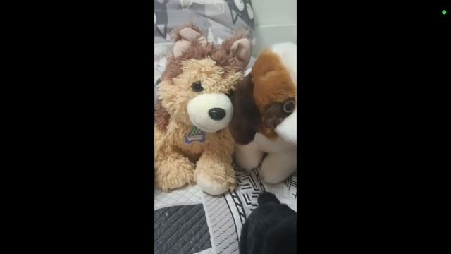 анонс 10 лап на канале Карусель