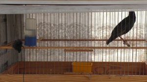 песня моего скаорца