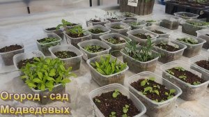 Всходы Гелиотропа и планы посева цветов на апрель