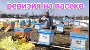 Первый осмотр пчёл после зимовки. На что обратить внимание. Пчеловодство Владимирской области!