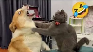 Приколы с животными🤗 Смешные видео про животных 🤗СМЕШНОЕ ВИДЕО😍 Наши любимые смешные животные