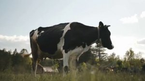 Памяти убитых кормилиц Новосибирской земли 😔🐮🥺