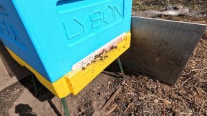 Пчёлы 2026-03-30 - часть 10