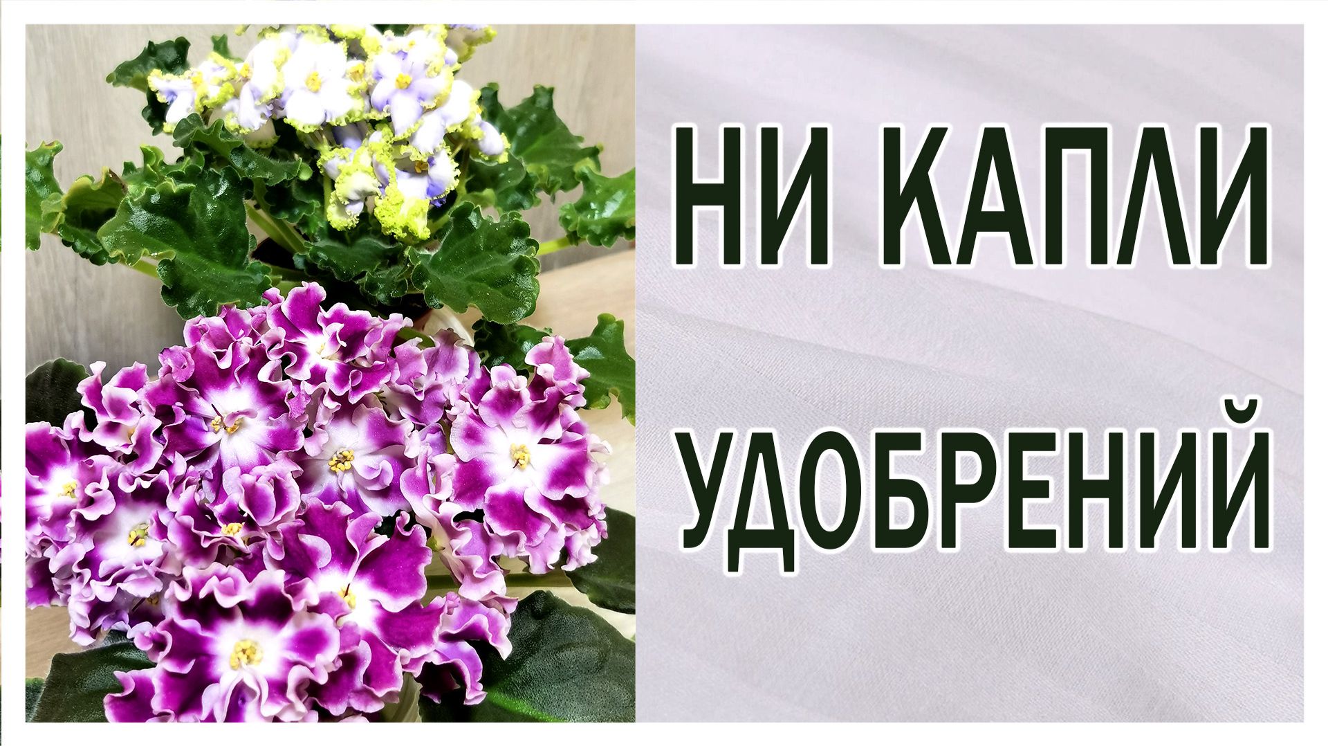 Ни капли удобрений!  Что в стакане?