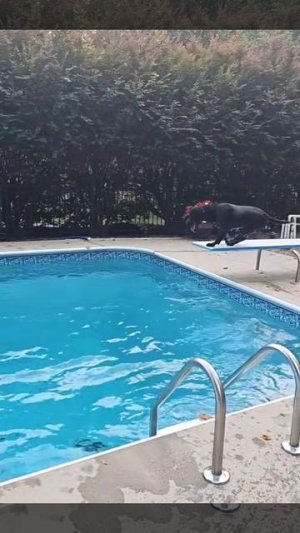 Счастливый пёсель