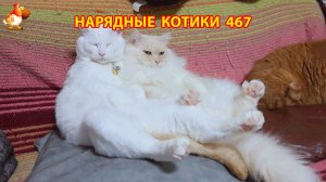 Нарядные Котики расслабляются на солнышке 🌞 🐈🐈🐈 (467)