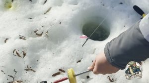 Обстановка на лесном пруду 31.03