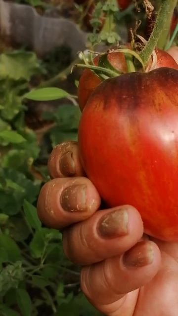 Томат "Разбитое сердце"