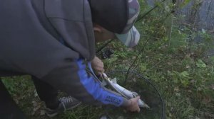 ЛОВЛЯ ОСЕТРА _ ЛОВЛЯ ОСЕТРА НА ФИДЕР