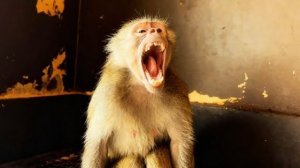 ШОК! Люська ВПЕРВЫЕ ПОКАЗАЛА НАМ СВОЙ ОСКАЛ!