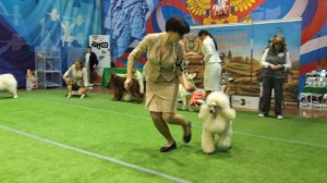 Главный Бест 
Выставка собак ЧРКФ «ВЕСЕННИЕ ВСТРЕЧИ» 
ПЦ " СЕВЕРНАЯ ИМПЕРИЯ "👍 
Эксперты: 
Смирнова