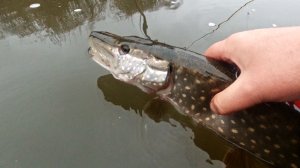 Шнуры Maxx Fly Line от KOLA SALMON. Заброс большого стримера 5кл свитча.