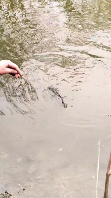 Трофейный микроджиг. #рыбалка #спиннинг #микроджиг #фишмир