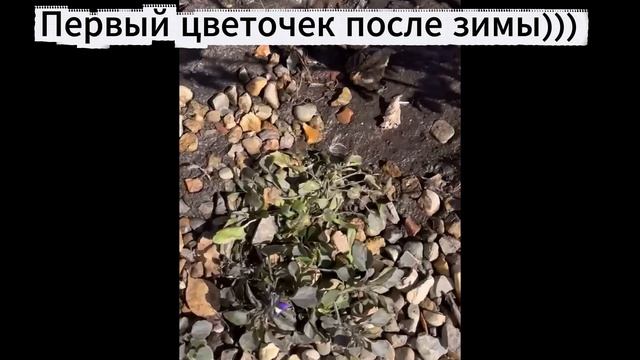 Абрикосы в Сибири