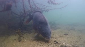 Лучшая подборка для подводной рыбалки. Поклевки огромной рыбы.