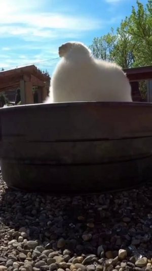 Мишкин кайф