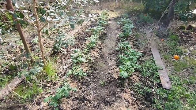 Как защищать картошку от вредителя