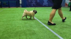 Бест ветеранов  отдельной 9 группы
Выставка собак ЧРКФ «ВЕСЕННИЕ ВСТРЕЧИ» 
ПЦ " СЕВЕРНАЯ ИМПЕРИЯ "👍