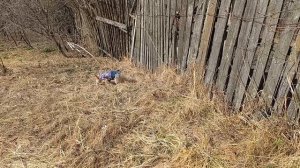 Собачка мышкует, а хозяйка боится 😃