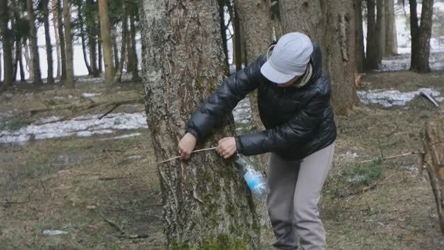 Сбор березового сока