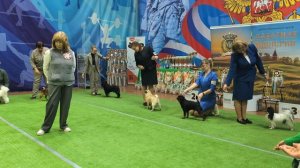Бест 9 группы
Выставка собак ЧРКФ «ВЕСЕННИЕ ВСТРЕЧИ» 
ПЦ " СЕВЕРНАЯ ИМПЕРИЯ "👍 
Эксперты: 
Смирнова
