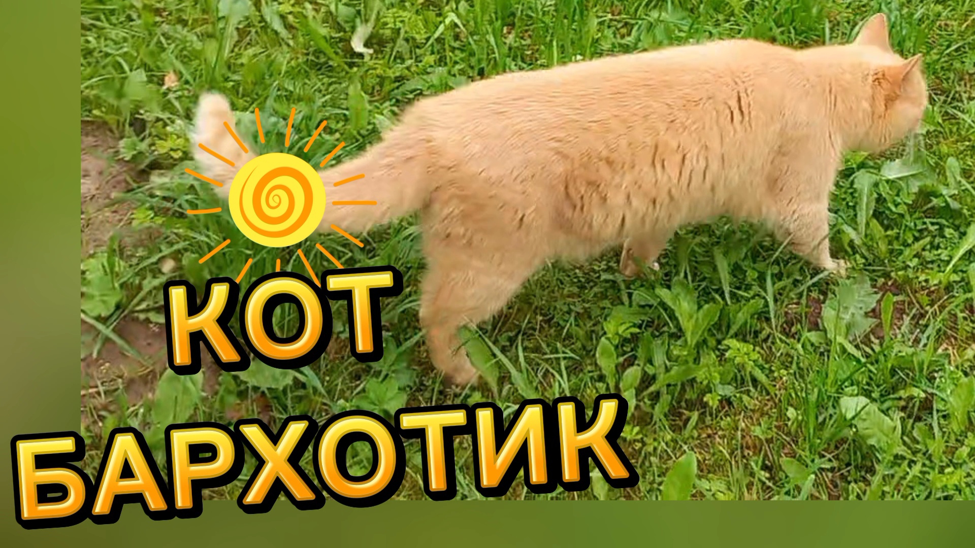 КОТ БАРХОТИК Привезли в деревню на выходные...