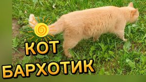 КОТ БАРХОТИК Привезли в деревню на выходные...