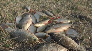 Жор краснаперки и карася на поплавочную удочку.Весенняя РЫБАЛКА В АСТРАХАНИ В КОНЦЕ МАРТА.