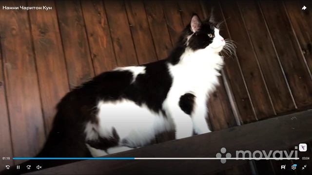 Котята питомника кошек  ЧАРИТОН КУН