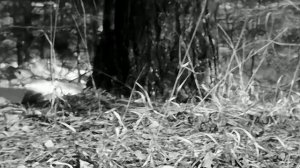 1970 год. Тюменская область. Конец марта в лесу