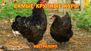 Самые крупные куры Австралорп