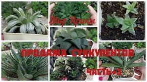 БОЛТАЛКА | ПРОДАЖА СУККУЛЕНТОВ ●АПРЕЛЬ ●2026● ЧАСТЬЯ●3