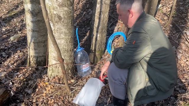 Захотелось свежевыжатого берёзового сока