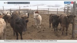 «Аграрные Вести», 31 марта 2026