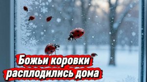 Божьи коровки расплодились в доме в конце марта