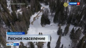 В национальном парке «Койгородский» завершился зимний маршрутный учёт