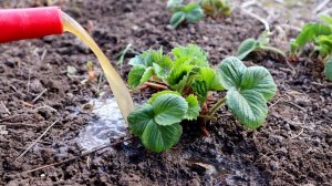 Первое чем нужно подкормить клубнику после зимы чтобы было очень много крупной сладкой ягоды.