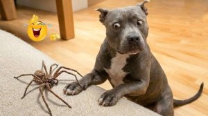 Попробуй не засмеяться, самые смешные видео с собаками.