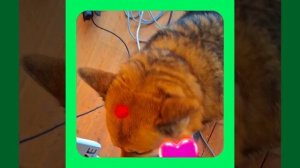 1000054377.mp4 (Собака наблюдает за устройством лестницы на 2-ой этаж в доме А-фрейм)