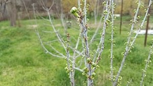 обработка абрикоса и персика от манилиоза.