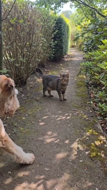 Встреча на узкой дорожке 🐱🐶