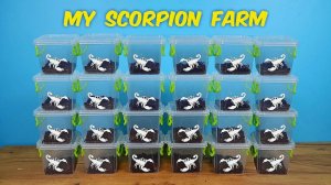 Моя скорпионовая ферма! Зачем мне столько скорпионов 🦂🦂🦂
