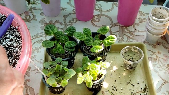 Пересадка ампельных фиалок .