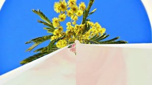 Весна! Мимозы для моей очаровательной ЗАНОЗЫ 2! Киностудия Мудрого Кота Тимофея!