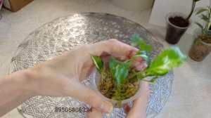 комнатные растения/излишки 🪴🪴🪴