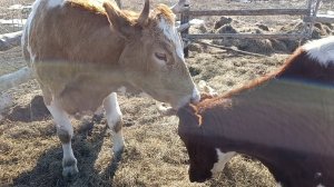 Планы на хозяйство/Готовимся к лету