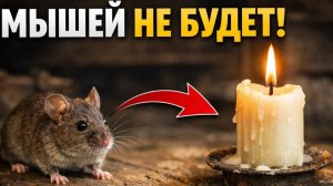 Как избавиться от мышей без химии. Проверила сама!