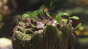 Эндскрин автора 4 видео